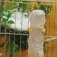 فنچ رو تخم|پرنده|سیرجان, |دیوار