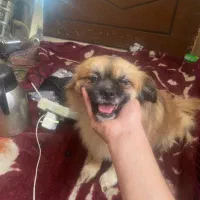 واگذاری نژاد اصیل اسپانیل تبتی/بدون کوچکترین صدا|سگ|یزد, |دیوار