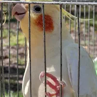 عروس جفت|پرنده|رشت, کوی مهر|دیوار