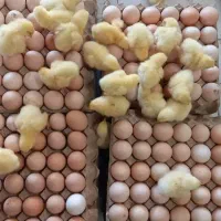 فروش تخم نطفه دار مرغ محلی، جوجه غاز ، اردک روسی|حیوانات مزرعه|شیراز, کاراندیش|دیوار