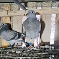 جوجه کفتر پلاکی وماده سفید|پرنده|رباط‌کریم, شهرک صنعتی زواره‌ای|دیوار