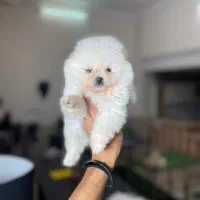 پامرانین نروماده