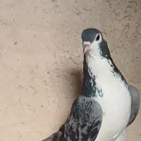 خوشرنگ نر