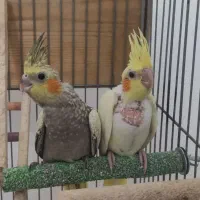 عروس هلندی پنج عدد