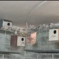 فنچ نرگسی شکلاتی