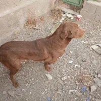 سگ ۱سالو نیمه نگهبان