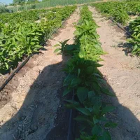 شتیل  فلفل دلمه ای. قرمز.زرد