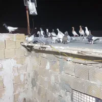 کبوتر پرشی|پرنده|الوند, |دیوار