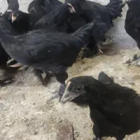 جوجه مرندی دوماهه|حیوانات مزرعه|اسکو, |دیوار