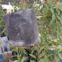 نهال بادام پایه رویشی|گل و گیاه طبیعی|زنجان, |دیوار