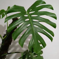 مانسترا قولپیکر|گل و گیاه طبیعی|گالیکش, |دیوار