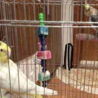 عروس هلندی به صورت جفت  سخنگو نر ماده دستی