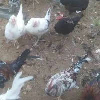 مرغ و خروس|حیوانات مزرعه|رفسنجان, |دیوار