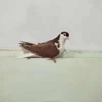 جفت ساده|پرنده|سبزوار, امیر کبیر|دیوار