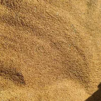 بذر یونجه درجه ۱