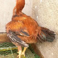 مرغ و خروس لاری و برهما اصل و نسلدار|حیوانات مزرعه|مشهد, شهید بهشتی|دیوار