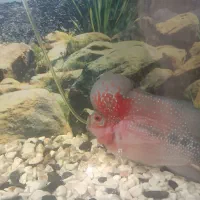 ماهی فلاور هورن