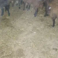 بره ماده|حیوانات مزرعه|نورآباد, |دیوار