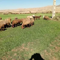 میش وبره|حیوانات مزرعه|سنقر, |دیوار