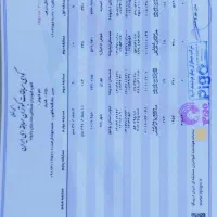 کبوتر هزار نشسته|پرنده|خورموج, |دیوار