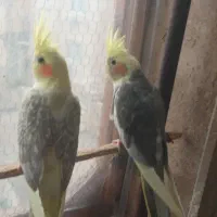 عروس هلندی نر ۲ ماهه