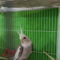 عروس هلندی|پرنده|شیروان (خراسان), |دیوار