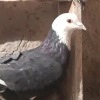 کبوتر پلنگ سیاه|پرنده|هامون, |دیوار
