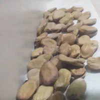 باقله زود رس خارجی دانه درشت