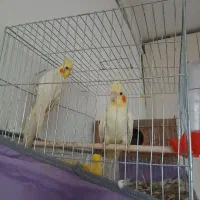 سلام یه جفت عروس هلندی لوتینو