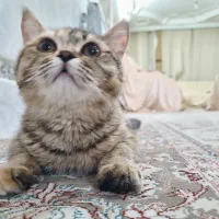 بچه گربهی بسیار آروم|گربه|زاهدان, |دیوار