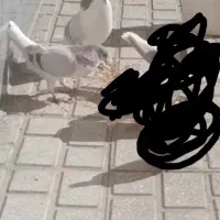 ساده هفت‌رنگ مولد جوان