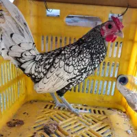 خروس چهل تاج چینی جوان مینیاطوری