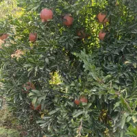 انارملس ممتاز
