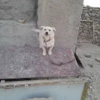 سگ پا کوتاه