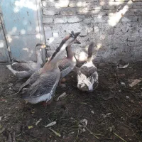 قوغاز      اردک|حیوانات مزرعه|مشهد, نیزه|دیوار