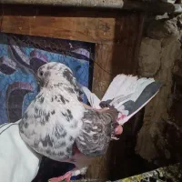 کبوتر|پرنده|کرج, کرج نو|دیوار