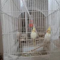 عروس هلندی نر و ماده