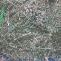 یونجه پرگل|لوازم جانبی حیوانات|نظر کهریزی, |دیوار