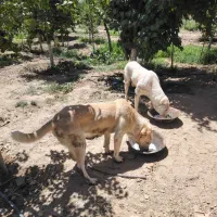 سگ گم شده|سگ|گلبهار, نوبهار|دیوار