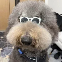 توله پودل استاندارد با رنگ کمیاب نقره ای-بلو