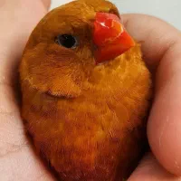 فنچ فول اورنج هالف اورنج شارکول، کرواتی، زبرا ابلغ