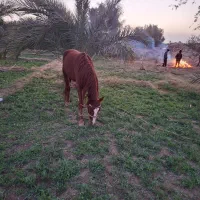 فروش اسب|اسب و تجهیزات اسب‌سواری|بم, |دیوار