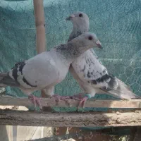 کبوتر