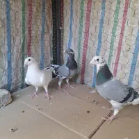 کبوترجوان|پرنده|محمدیه-قزوین, |دیوار