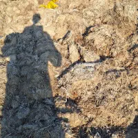 کود چرب کمپوست|خدمات باغبانی و درختکاری|بندر انزلی, چهارفریضه|دیوار