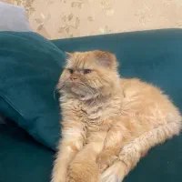 گربه پرشین|گربه|مشهد, شهرک امام هادی (شهرک غرب)|دیوار