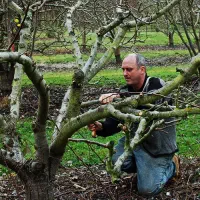 هرس انواع درختان میوه