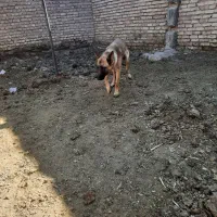 سگ مالینویز|سگ|خوسف, |دیوار