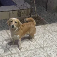 خانگی کوچک و دوست‌داشتنی  سالم و بازیگوش