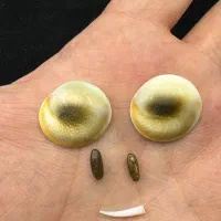 مهره